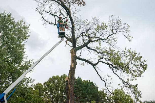 Trusted Fairmont, MN Tree Care  Experts